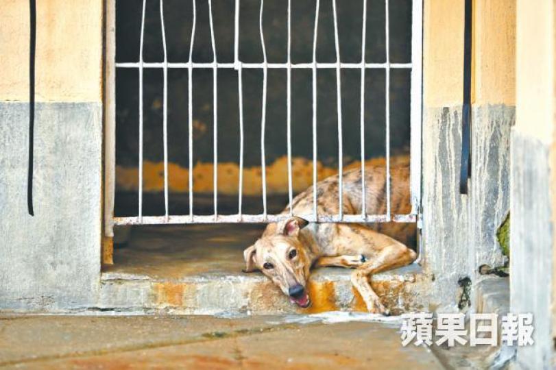 逸園須後日前遷移格力犬。 逸園須後日前遷移格力犬。