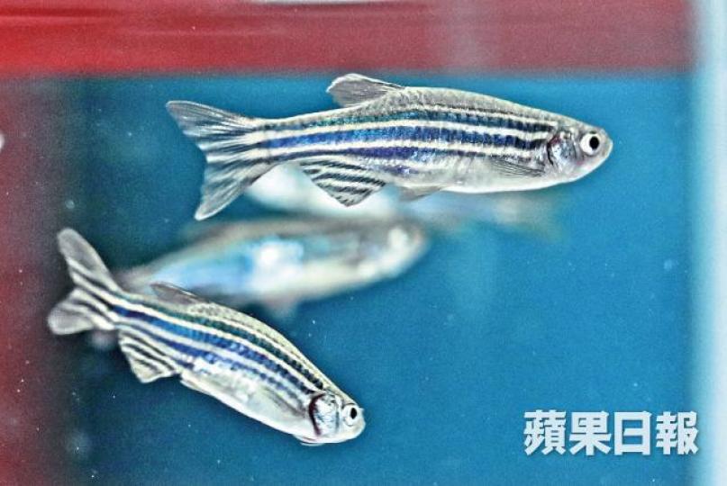斑馬魚 斑馬魚