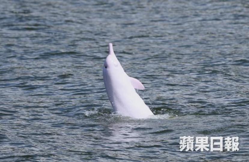 中華白海豚