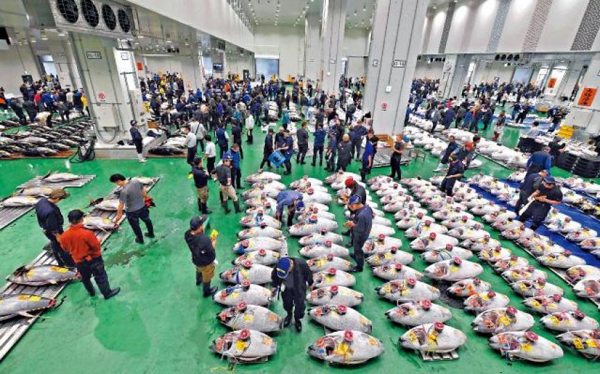 日本行內人昨早雲集東京豐洲新魚市場,參加首天拍賣。 日本行內人昨早雲集東京豐洲新魚市場,參加首天拍賣。