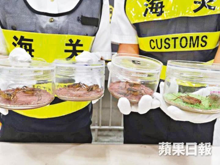 深圳皇崗海關截查發現有港人偷運蟋蟀。 深圳皇崗海關截查發現有港人偷運蟋蟀。