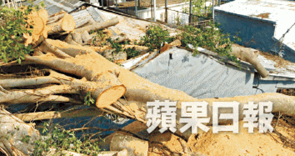 大樹樹幹和斷枝一直壓在兩屋屋簷上，在災後一直無人清理。
