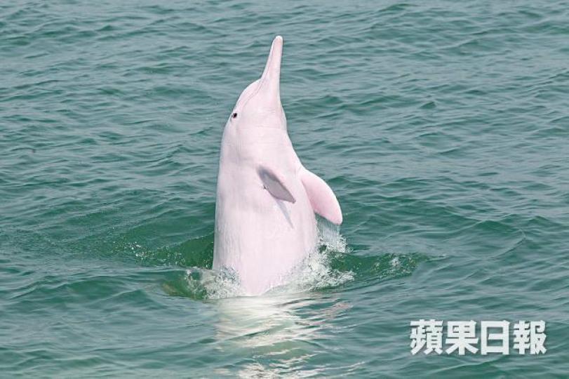 大橋工程破壞生態,過去兩年初生白海豚僅各紀錄一條。 大橋工程破壞生態,過去兩年初生白海豚僅各紀錄一條。