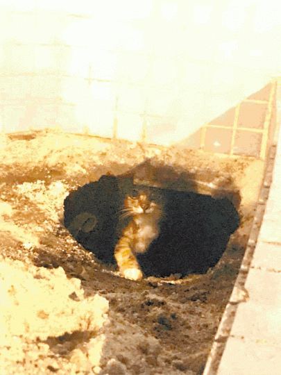 住在花槽洞口5隻流浪貓險遭活埋。鄺俊宇fb圖片 住在花槽洞口5隻流浪貓險遭活埋。鄺俊宇fb圖片