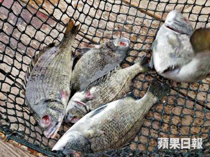 養殖戶從魚排打撈上來的魚,很多都沒有眼珠,懷疑被油污腐蝕掉。 《蘋果》記者攝政府工作人員在海面放置吸油氈,並以發泡膠撐起魚排。《蘋果》記者攝位處出事地點附近的小學沒有停課,學生昨日上課也沒戴口罩。 養殖戶從魚排打撈上來的魚,很多都沒有眼珠,懷疑被油污腐蝕掉。 《蘋果》記者攝政府工作人員在海面放置吸油氈,並以發泡膠撐起魚排。《蘋果》記者攝位處出事地點附近的小學沒有停課,學生昨日上課也沒戴口罩。