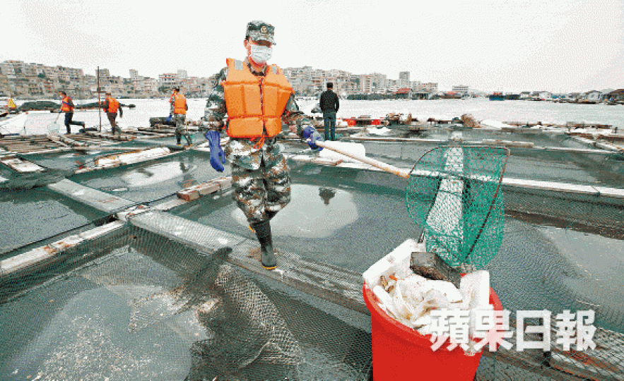 昨日仍有武警在泉港魚排打撈油污。 《蘋果》記者攝 昨日仍有武警在泉港魚排打撈油污。 《蘋果》記者攝