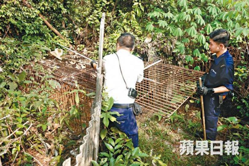 愛協人員接報到場調查,並量度捕獸籠體積。張家豪攝 愛協人員接報到場調查,並量度捕獸籠體積。張家豪攝