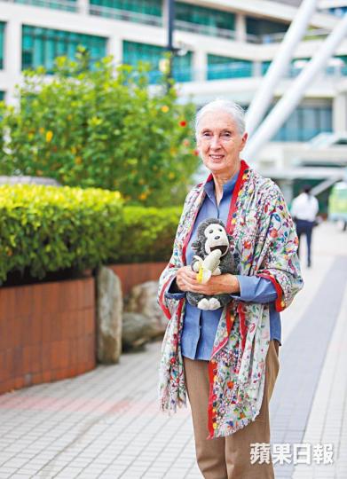 為保育黑猩猩與野生動物,珍古德每年逾300日在世界各地演講及籌款,每兩年會訪港一次。夏家朗攝珍古德26歲那年已闖入坦桑尼亞貢貝熱帶雨林(右圖),近距離觀察黑猩猩。互聯網 為保育黑猩猩與野生動物,珍古德每年逾300日在世界各地演講及籌款,每兩年會訪港一次。夏家朗攝珍古德26歲那年已闖入坦桑尼亞貢貝熱帶雨林(右圖),近距離觀察黑猩猩。互聯網