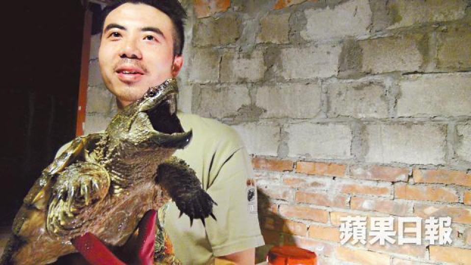 Ivan是超級鱷龜迷,現時所養6隻鱷龜寄放在元朗農友家。麥超億攝阿強特別在家修建大水池,飼養凸背鱷龜等4隻心愛的鱷龜。 Ivan是超級鱷龜迷,現時所養6隻鱷龜寄放在元朗農友家。麥超億攝阿強特別在家修建大水池,飼養凸背鱷龜等4隻心愛的鱷龜。