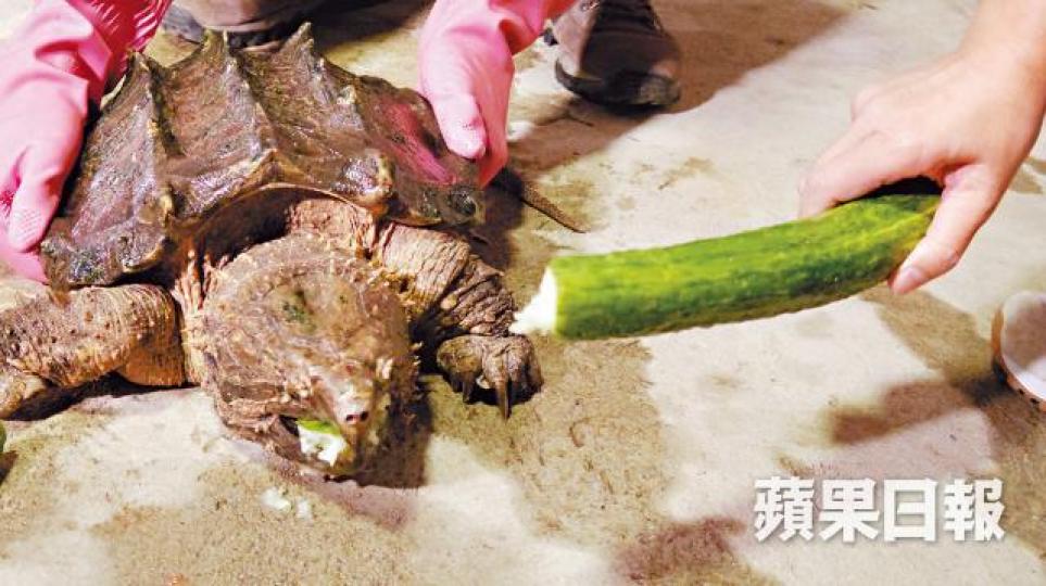鱷龜咬合力強,一口咬下半截青瓜。麥超億攝 鱷龜咬合力強,一口咬下半截青瓜。麥超億攝