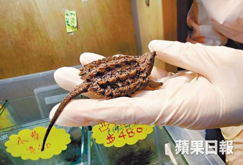 凸背鱷龜長有尖的鷹嘴,BB時有如小恐龍,十分得意,售價480元。麥超億攝 凸背鱷龜長有尖的鷹嘴,BB時有如小恐龍,十分得意,售價480元。麥超億攝