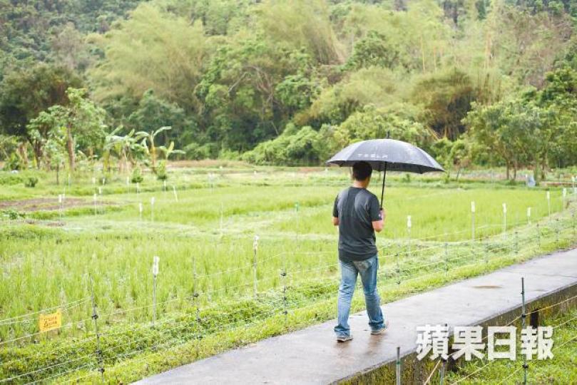 荔枝窩村村長曾偉業身旁的田地是荔枝窩村推行復耕的成果。水池是村長兒時玩樂的地方。原本是保險經紀的Keith,來荔枝窩當開荒牛。每逢假日,都會有大量遊客乘坐前往荔枝窩的街渡。圍村石牆上設有寫上「紫氣東來」的牌匾。 荔枝窩村村長曾偉業身旁的田地是荔枝窩村推行復耕的成果。水池是村長兒時玩樂的地方。原本是保險經紀的Keith,來荔枝窩當開荒牛。每逢假日,都會有大量遊客乘坐前往荔枝窩的街渡。圍村石牆上設有寫上「紫氣東來」的牌匾。
