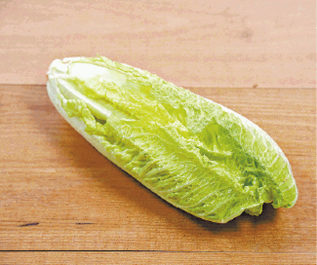 羅馬生菜 羅馬生菜