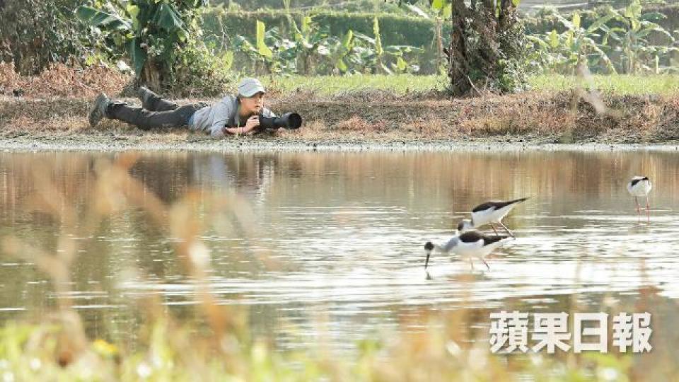 生態攝影師黃遂心為捕捉米埔候鳥最精采畫面,趴在泥地守候半小時。許頌明攝黃遂心背負10多公斤的器材仍然步履輕盈。許頌明攝黃遂心大學畢業作《白海豚失樂園》紀錄中華白海豚的生存困境。紀錄片記述大小船隻駛經白海豚棲息水域。 生態攝影師黃遂心為捕捉米埔候鳥最精采畫面,趴在泥地守候半小時。許頌明攝黃遂心背負10多公斤的器材仍然步履輕盈。許頌明攝黃遂心大學畢業作《白海豚失樂園》紀錄中華白海豚的生存困境。紀錄片記述大小船隻駛經白海豚棲息水域。