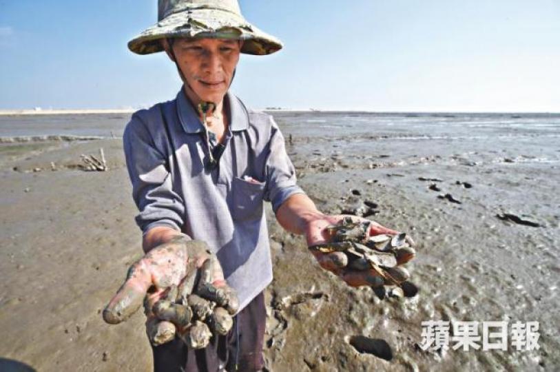 養殖戶挖出蟶子,發現近半已死亡。《蘋果》記者漁民指山腰灣沿岸近期也發現不少魚蝦因油污而死亡。山腰鹽場半年內要暫停抽海水曬鹽,工人清點污染前剩下的鹽。不能出海捕魚的肖厝村漁民,只能修捕魚網打發時間。發生漏油事故的「天桐一號」仍停泊在港口。《蘋果》記者 養殖戶挖出蟶子,發現近半已死亡。《蘋果》記者漁民指山腰灣沿岸近期也發現不少魚蝦因油污而死亡。山腰鹽場半年內要暫停抽海水曬鹽,工人清點污染前剩下的鹽。不能出海捕魚的肖厝村漁民,只能修捕魚網打發時間。發生漏油事故的「天桐一號」仍停泊在港口。《蘋果》記者