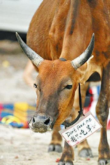 Billy近年皮黃骨瘦,有團體在其頸掛上「勿餵飼」牌。互聯網漁護署在Billy胃部發現的膠袋,多得可裝滿兩個垃圾桶。漁護署提供圖片 Billy近年皮黃骨瘦,有團體在其頸掛上「勿餵飼」牌。互聯網漁護署在Billy胃部發現的膠袋,多得可裝滿兩個垃圾桶。漁護署提供圖片