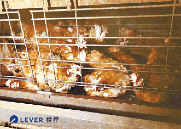 籠屋雞蛋飼養環境惡劣,過於擠迫令雞隻皮膚磨損、羽毛掉落。Lever槓桿提供圖片Lever槓桿指香港過去3年曾回收約400萬隻懷疑染有沙門氏菌的雞蛋。張志華攝 籠屋雞蛋飼養環境惡劣,過於擠迫令雞隻皮膚磨損、羽毛掉落。Lever槓桿提供圖片Lever槓桿指香港過去3年曾回收約400萬隻懷疑染有沙門氏菌的雞蛋。張志華攝
