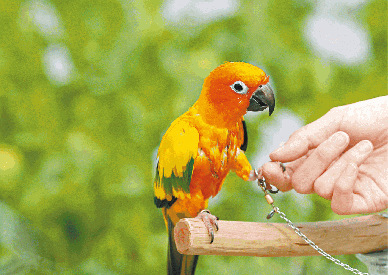 醫生提醒飼養雀鳥的主人需注意清潔措施,避免雀鳥交叉傳播疾病。資料圖片 醫生提醒飼養雀鳥的主人需注意清潔措施,避免雀鳥交叉傳播疾病。資料圖片