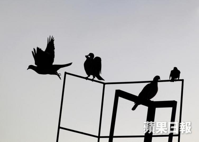 「善待動物組織」提倡從日常用語中,剔除帶有殘害動物含義的用語,其中之一是「一石二鳥」。資料圖片 「善待動物組織」提倡從日常用語中,剔除帶有殘害動物含義的用語,其中之一是「一石二鳥」。資料圖片