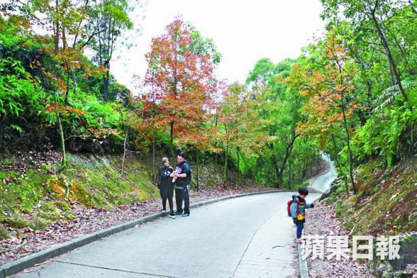 大棠紅葉尚未盛放,昨到場觀賞的遊人十分疏落。 大棠紅葉尚未盛放,昨到場觀賞的遊人十分疏落。