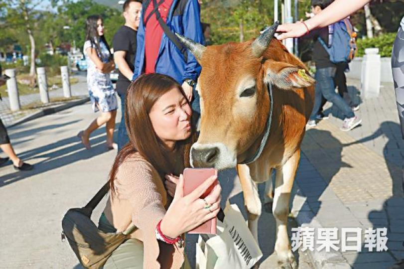 昂坪成為旅遊景點,生活在該處的牛群成為「打卡」對象,不少遊客隨意餵食、拍打或撫摸牛隻。Billy因胃部塞滿大量膠袋,未能正常進食及消化,近年皮黃骨瘦,最終去世。「梅窩牛牛都哪裡去了?」facebook圖片昂坪大片草地因種植櫻花而圍封,附近充斥膠帶、發泡膠等垃圾,牛隻在此覓食很容易一併把垃圾吃進肚內。黃牛Billy跟隨貝澳水牛群長大,牛群吃草地與貝澳沙灘只是一路之隔。梅窩「原居民」牛群,平日會在民居後花園吃草。「大嶼山愛護水牛協會」主席何來 昂坪成為旅遊景點,生活在該處的牛群成為「打卡」對象,不少遊客隨意餵食、拍打或撫摸牛隻。Billy因胃部塞滿大量膠袋,未能正常進食及消化,近年皮黃骨瘦,最終去世。「梅窩牛牛都哪裡去了?」facebook圖片昂坪大片草地因種植櫻花而圍封,附近充斥膠帶、發泡膠等垃圾,牛隻在此覓食很容易一併把垃圾吃進肚內。黃牛Billy跟隨貝澳水牛群長大,牛群吃草地與貝澳沙灘只是一路之隔。梅窩「原居民」牛群,平日會在民居後花園吃草。「大嶼山愛護水牛協會」主席何來
