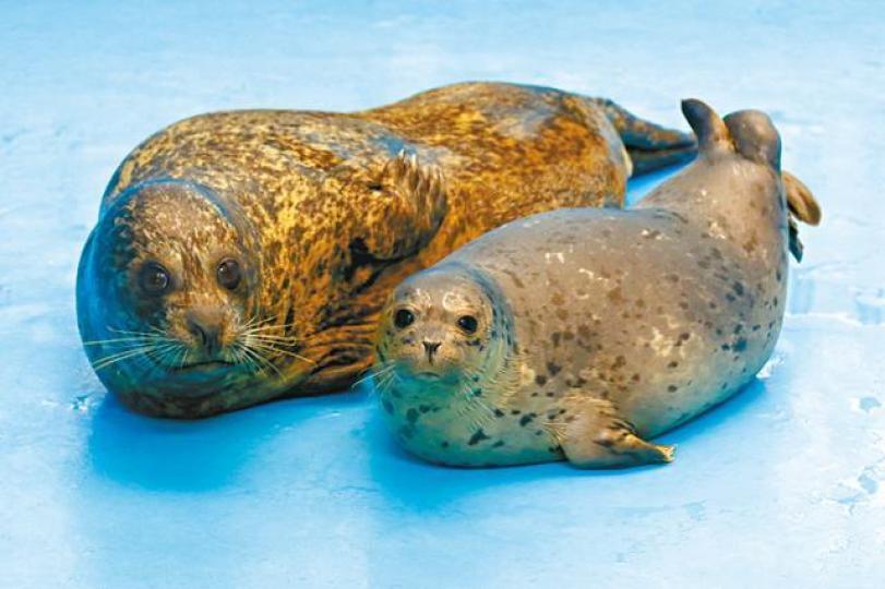 海洋公園去年712隻動物死亡,包括一隻年幼港海豹;圖為園內的港海豹。資料圖片 海洋公園去年712隻動物死亡,包括一隻年幼港海豹;圖為園內的港海豹。資料圖片