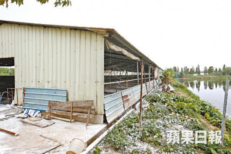 佛山胡德志養豬場的342隻豬已被撲殺,地上和草叢撒滿消毒粉。《蘋果》記者攝豬場堤邊雜草被焚燒,消毒土壤。均安鎮其他豬場以粟米餵豬,未受非洲豬瘟波及。防疫人員昨繼續在珠海市食品公司屠宰場消毒。 佛山胡德志養豬場的342隻豬已被撲殺,地上和草叢撒滿消毒粉。《蘋果》記者攝豬場堤邊雜草被焚燒,消毒土壤。均安鎮其他豬場以粟米餵豬,未受非洲豬瘟波及。防疫人員昨繼續在珠海市食品公司屠宰場消毒。
