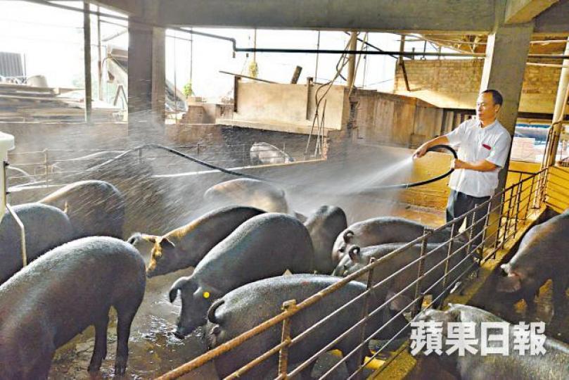 本地豬農計劃發起不合作運動,抗議港府防疫部署太弱。資料圖片 本地豬農計劃發起不合作運動,抗議港府防疫部署太弱。資料圖片
