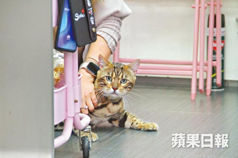 豹貓「儍豹」經消防解救下來,右後腿擦傷需要治理。詹家志攝消防發現豹貓困於展板後面的隙縫,商量如何解救。 豹貓「儍豹」經消防解救下來,右後腿擦傷需要治理。詹家志攝消防發現豹貓困於展板後面的隙縫,商量如何解救。