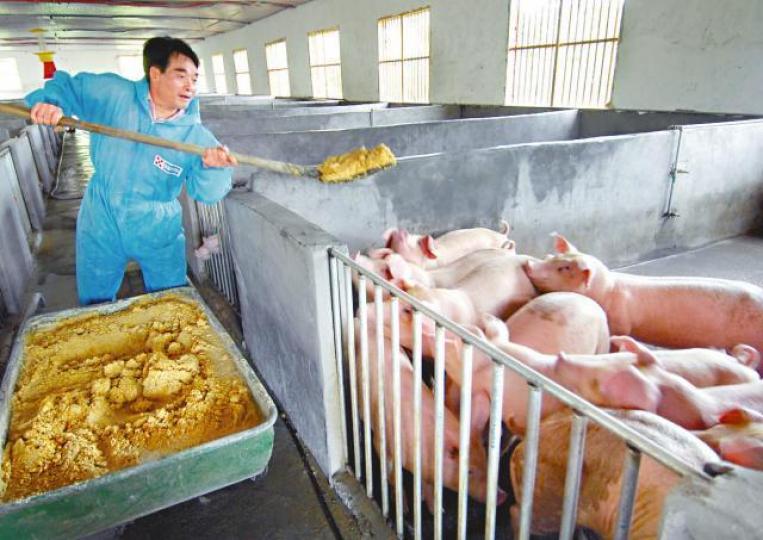內地加強檢測出口的豬飼料。 內地加強檢測出口的豬飼料。