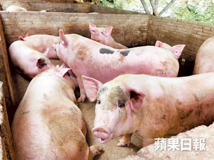 私營豬場場主承認,因活豬禁止出欄,為減省支出遂偷用餿水餵豬。私營豬場場主位於惠城區汝湖鎮的供港豬場,嚴禁閒人進出。 私營豬場場主承認,因活豬禁止出欄,為減省支出遂偷用餿水餵豬。私營豬場場主位於惠城區汝湖鎮的供港豬場,嚴禁閒人進出。