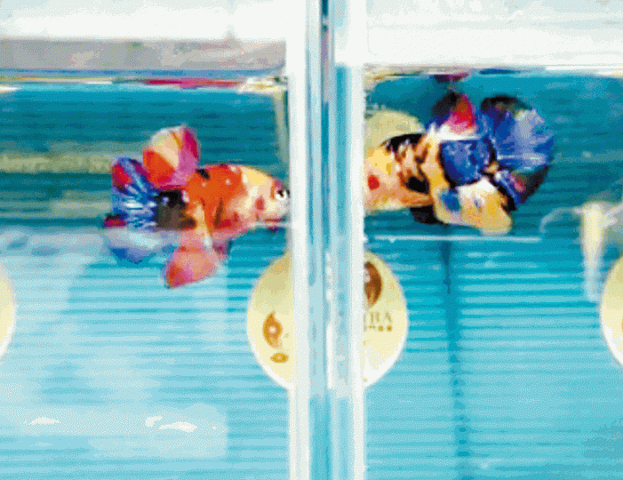 兩條鬥魚隔着魚缸「鬥靚」,雙方均將魚鰭伸展至最大狀態,展現最美及最霸氣一面。 兩條鬥魚隔着魚缸「鬥靚」,雙方均將魚鰭伸展至最大狀態,展現最美及最霸氣一面。