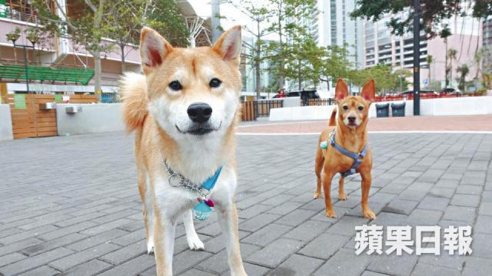 發生傷人案的寵物公園深受愛狗人士歡迎;圖為與案件同款柴犬(左)。翁鈺輝攝涉案男子在小西灣邨被捕。 發生傷人案的寵物公園深受愛狗人士歡迎;圖為與案件同款柴犬(左)。翁鈺輝攝涉案男子在小西灣邨被捕。