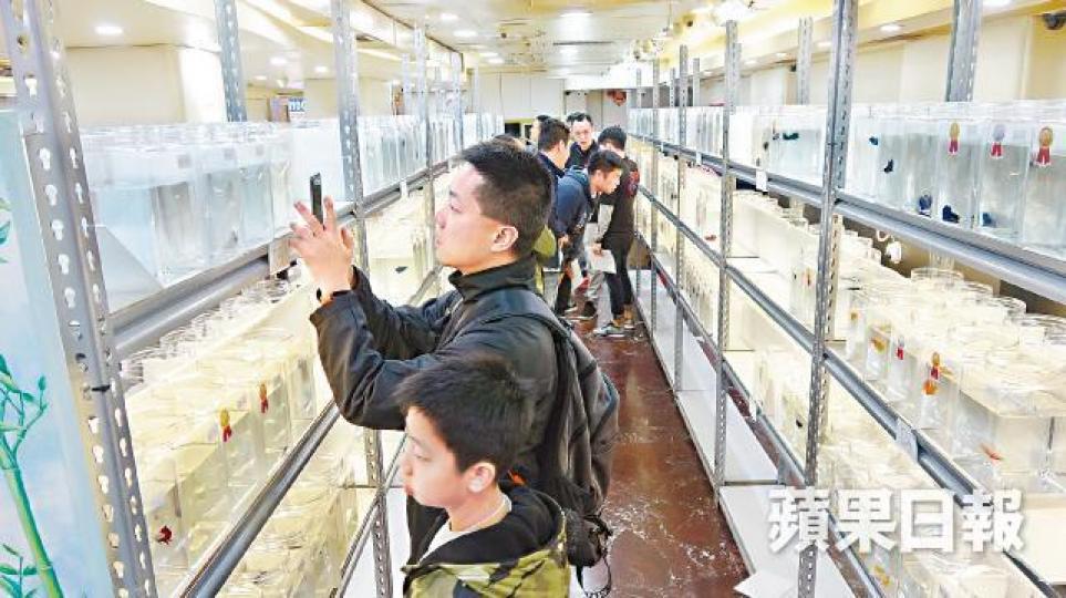 鬥魚比賽近年在香港日漸普及,吸引不少大人及青少年參觀甚至參賽。徐雲庭攝 鬥魚比賽近年在香港日漸普及,吸引不少大人及青少年參觀甚至參賽。徐雲庭攝