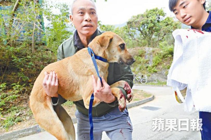 狗主憂心忡忡,抱着兩條前腿被捕獸器夾傷不斷流血的愛犬登上愛協車輛。梁瑞帆攝警員撿走捕獸器。 狗主憂心忡忡,抱着兩條前腿被捕獸器夾傷不斷流血的愛犬登上愛協車輛。梁瑞帆攝警員撿走捕獸器。