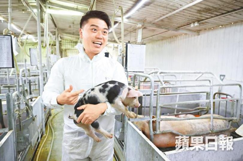 劉漢傑以白豬與黑毛豬混種繁殖出太極豬,即將推出市場。何柏佳攝豬場引入英皇室御用伯克豬。 劉漢傑以白豬與黑毛豬混種繁殖出太極豬,即將推出市場。何柏佳攝豬場引入英皇室御用伯克豬。