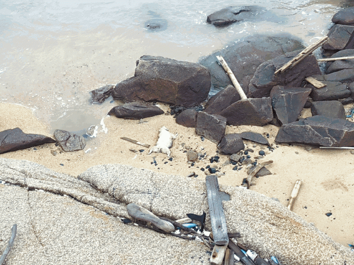 金門小坵島昨又發現料由大陸海域漂來的死豬。 金門小坵島昨又發現料由大陸海域漂來的死豬。