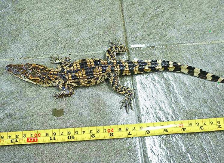 小鱷魚長約13.5吋,重約0.2公斤。 小鱷魚長約13.5吋,重約0.2公斤。