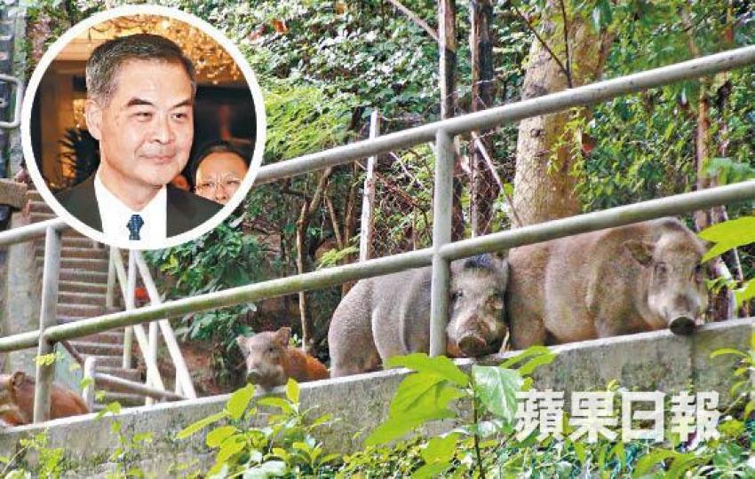 梁振英(圓圖)指野豬為社區製造衞生問題,質疑絕育成效低。 梁振英(圓圖)指野豬為社區製造衞生問題,質疑絕育成效低。