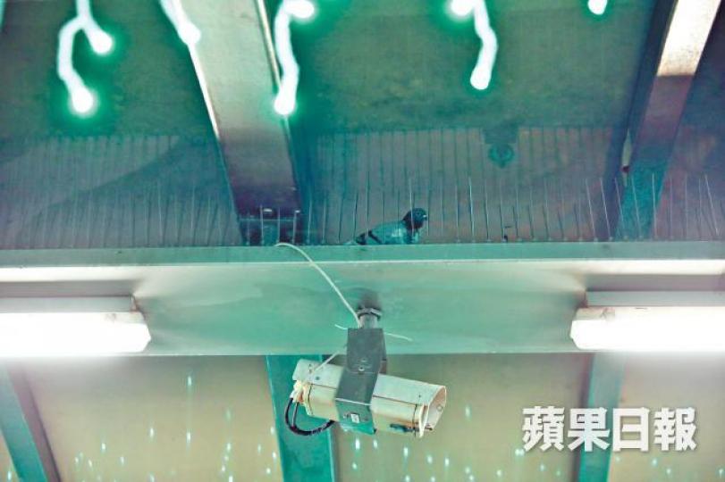 機電署於中環街市往半山行人天橋安裝鳥刺,或令雀鳥受困。何家達攝 機電署於中環街市往半山行人天橋安裝鳥刺,或令雀鳥受困。何家達攝