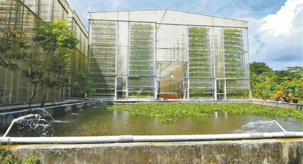 新加坡興起在大廈天台建垂直農場種植蔬菜。 新加坡興起在大廈天台建垂直農場種植蔬菜。