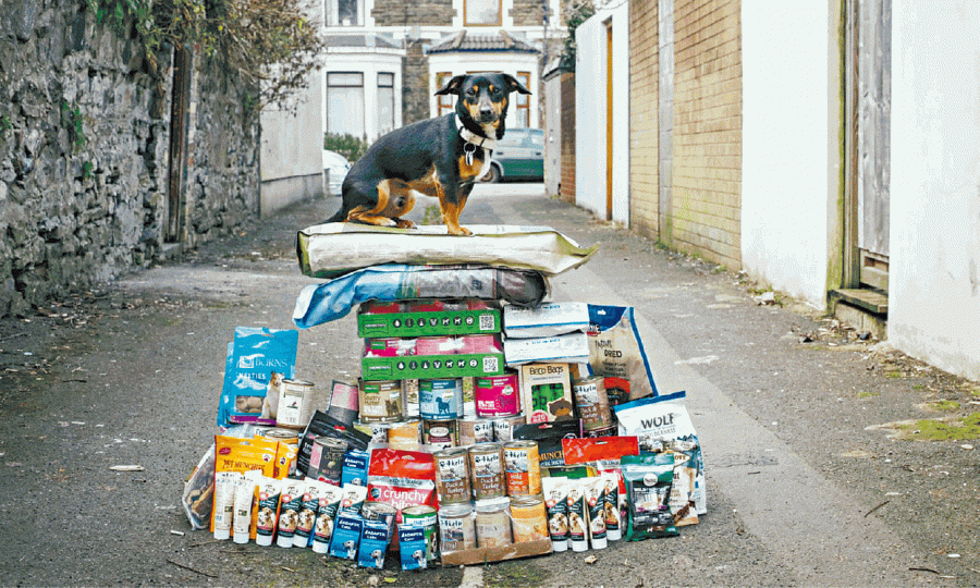 部份英國人已為脫歐做最壞打算,為愛犬(圖)儲糧。互聯網 部份英國人已為脫歐做最壞打算,為愛犬(圖)儲糧。互聯網
