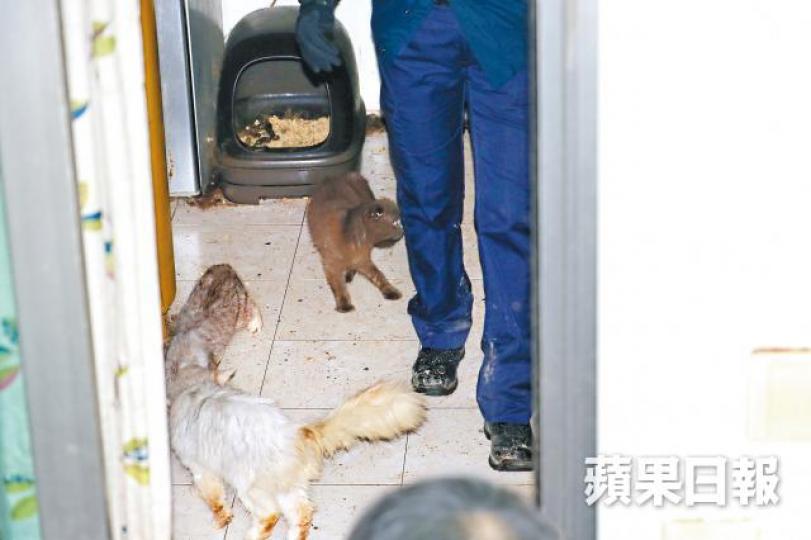 村屋內環境惡劣,大量貓糞傳出惡臭。涉虐貓女子稱每日前來餵貓。周鴻熙攝 村屋內環境惡劣,大量貓糞傳出惡臭。涉虐貓女子稱每日前來餵貓。周鴻熙攝