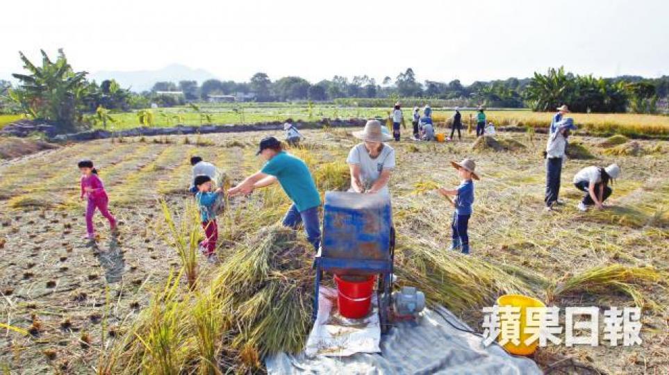 塱原去年舉辦收成節,讓城市人一嘗務農滋味。 塱原去年舉辦收成節,讓城市人一嘗務農滋味。