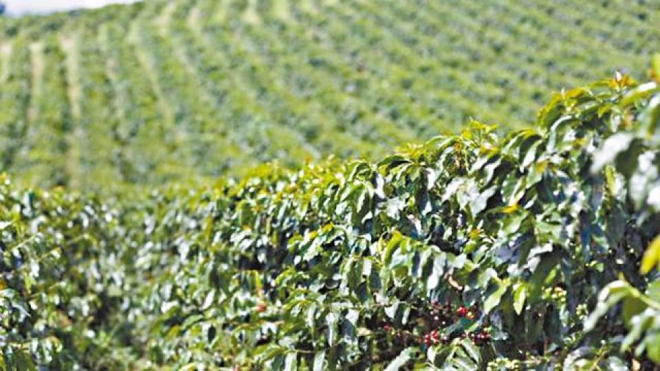 種植咖啡樹需要野生品種豐富基因。 種植咖啡樹需要野生品種豐富基因。