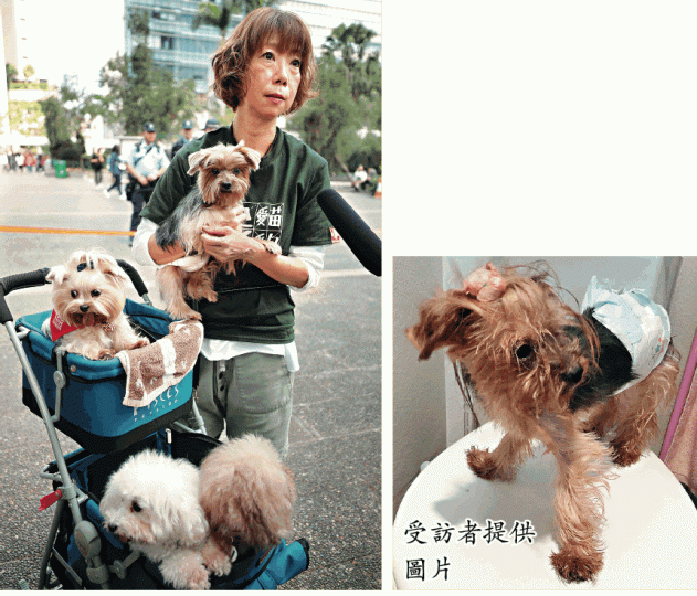 李小姐手抱的Wing Wing被領養前因得不到妥善照顧,身形消瘦及患病(右圖)。何家達攝有市民帶同所飼養的蛇出席遊行,促當局關注所有動物權益。 李小姐手抱的Wing Wing被領養前因得不到妥善照顧,身形消瘦及患病(右圖)。何家達攝有市民帶同所飼養的蛇出席遊行,促當局關注所有動物權益。