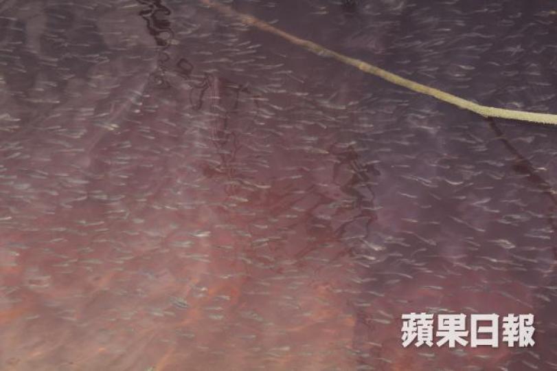 屯門大欖涌河昨仍一片血紅色,有大量魚仔游弋。 屯門大欖涌河昨仍一片血紅色,有大量魚仔游弋。