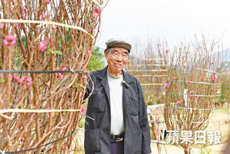 馮伯對桃花收成十分滿意,大部份熟客今年也找他訂花和年桔。 馮伯對桃花收成十分滿意,大部份熟客今年也找他訂花和年桔。
