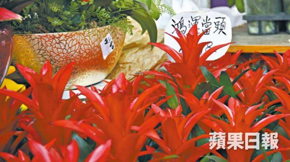 紅星花 紅星花