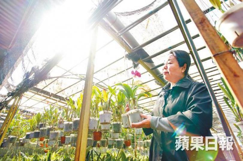 王太表示只要悉心栽種,過季蘭花也可重新開花,延續生命。周子惇攝蘭苑是已故場主王耀聯(左二)畢生心血,昔日教授的學生,有人今天已成為老師。蘭苑過往萬株蘭花開花後滿室芬芳。受訪者提供圖片行動不便的雪姨感謝王太捐花。患血癌的善姨稱,種花由撒種淋水到開花,就像見到小朋友成長。 王太表示只要悉心栽種,過季蘭花也可重新開花,延續生命。周子惇攝蘭苑是已故場主王耀聯(左二)畢生心血,昔日教授的學生,有人今天已成為老師。蘭苑過往萬株蘭花開花後滿室芬芳。受訪者提供圖片行動不便的雪姨感謝王太捐花。患血癌的善姨稱,種花由撒種淋水到開花,就像見到小朋友成長。